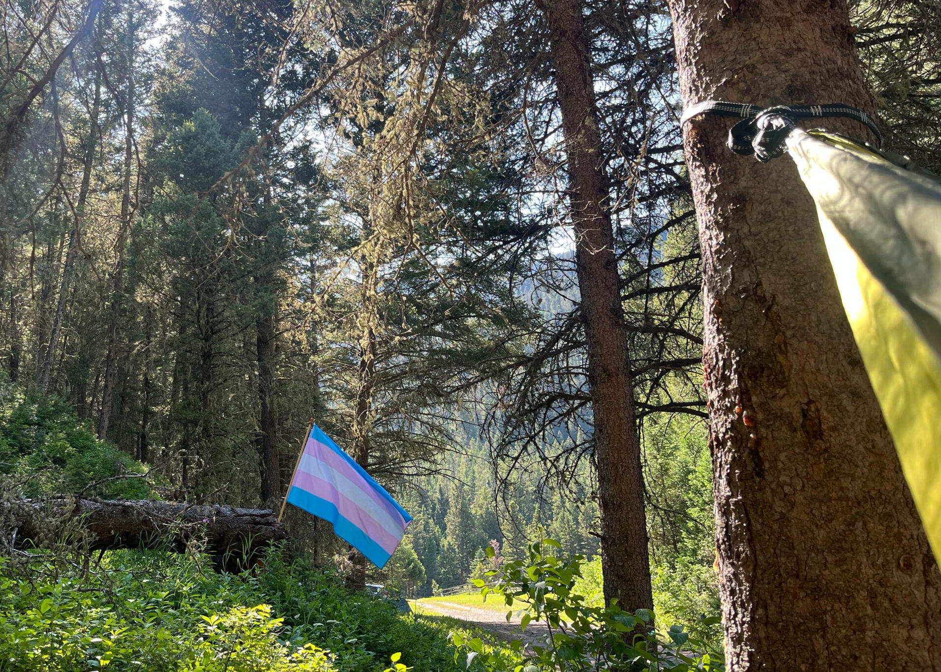 an image of a sign reading "custer gallatin national forest". other nearby signs read "u.s. department of agriculture" and "forest service department of agriculture". the signs are in tall grass.
