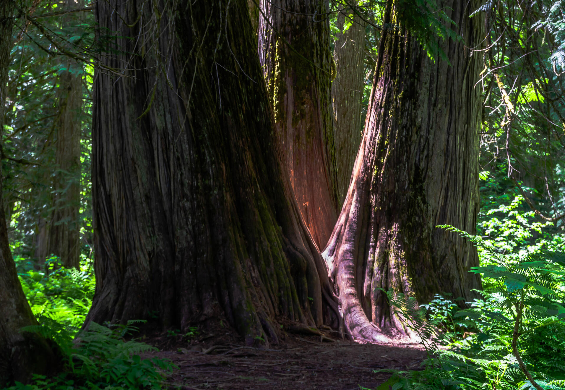 an image of a sign reading "custer gallatin national forest". other nearby signs read "u.s. department of agriculture" and "forest service department of agriculture". the signs are in tall grass.